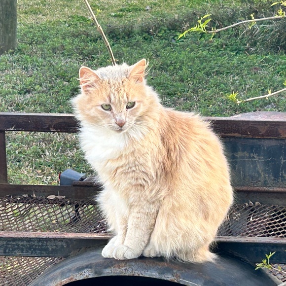 Meet your Posher, Gabriel - Picture 3 of 3